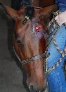 马匹外伤感染用药：预防与治疗的重要性