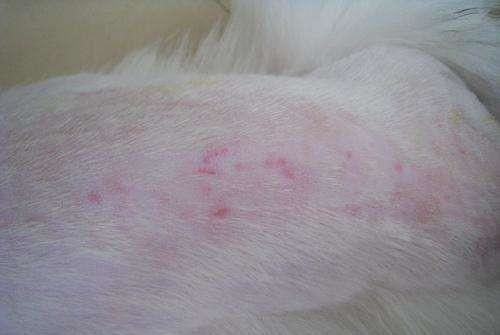 宠物常见皮肤病诊断与防治，守护爱宠健康！