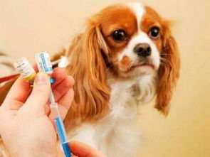 动物疫苗知识：保护宠物健康的重要一环