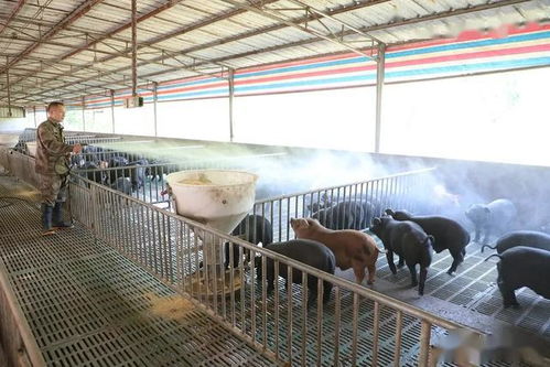 家畜防疫：保障畜牧业健康发展的关键措施