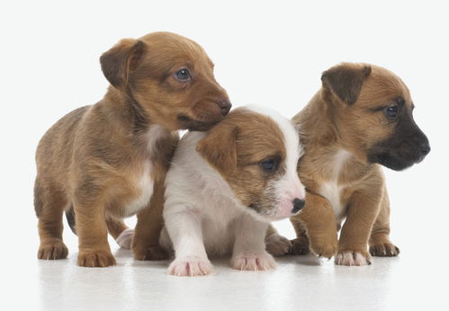 狗狗抗生素是一种药物，用于治疗细菌感染和炎症。它可以帮助狗狗的身体抵抗细菌的入侵和感染，从而促进狗狗的健康。抗生素可以杀死或抑制细菌的生长，从而减轻感染的症状，缩短病程，减少并发症的发生。