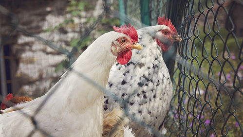 家禽禽流感：威胁、预防与前景