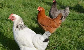 动物激素添加到家畜家禽饲料：