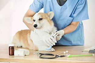 宠物医疗保险tips