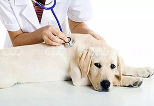 兽医属于动物医学类吗